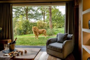 baie vitrée avec vue sur les lions depuis le salon du Kwanza Lodge au Safari lodge du zoo de la Flèche