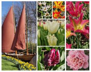 vue des fleurs du Keukenhof en Hollande aux Pays-Bas