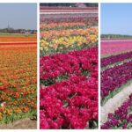 champs de tulipes à voir dans la région du bollenstreek en Hollande aux Pays Bas