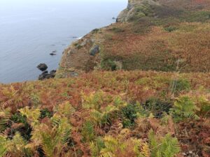 paysage de fougères sur le sentie des douaniers de l'île de Groix