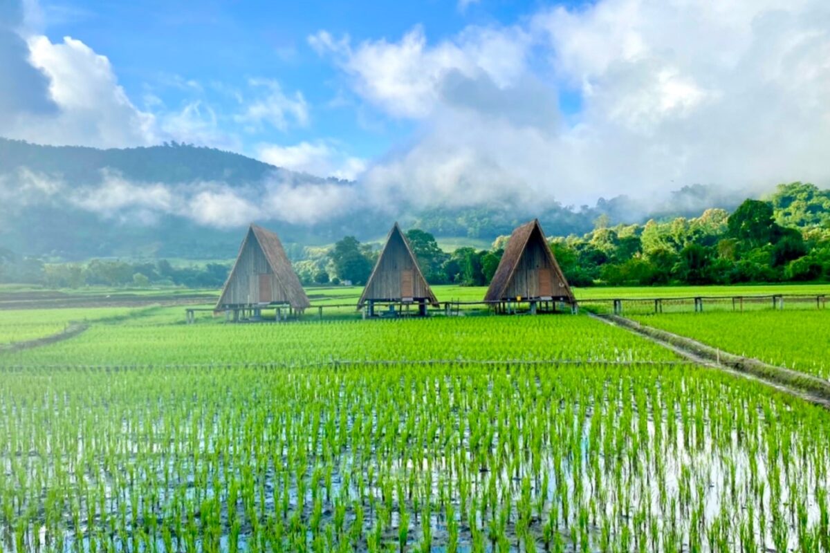 lodge au milieu des rizières dans le nord de la Thaïlande