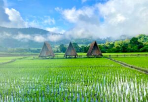 lodge au milieu des rizières dans le nord de la Thaïlande