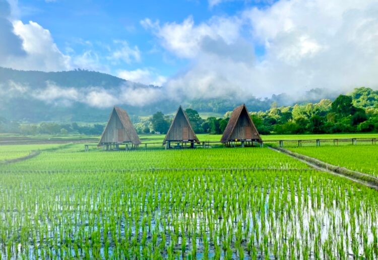 lodge au milieu des rizières dans le nord de la Thaïlande