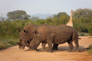 séjour safari tout compris pour admirer les big five et la grande population de rhinocéros dans cette réserve d'Afrique du Sud