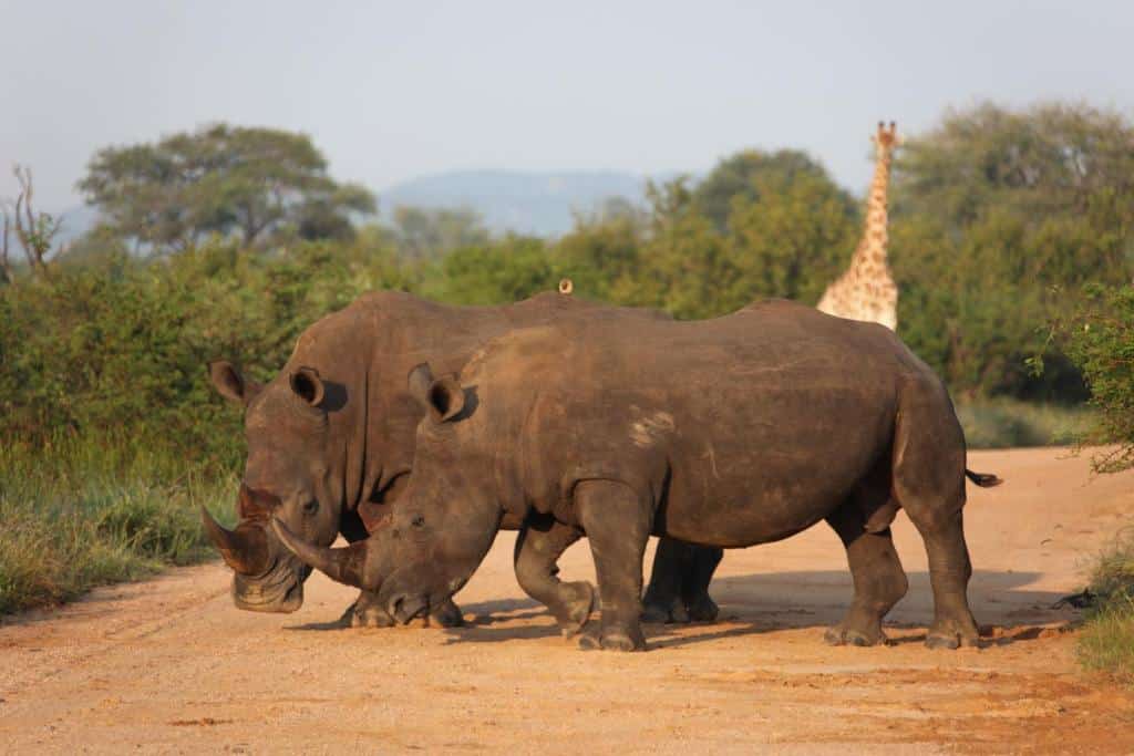 séjour safari tout compris pour admirer les big five et la grande population de rhinocéros dans cette réserve d'Afrique du Sud