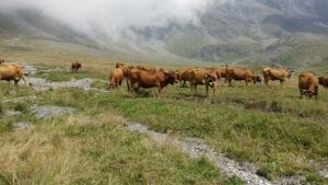 vache dans la montagne en Haute Maurienne
