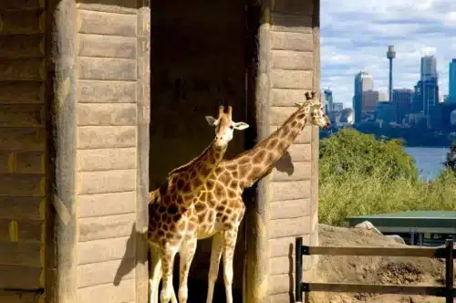 girafes dans le zoo de Sydney