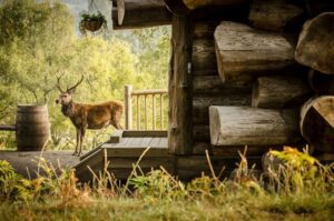 Cerf se promenant dans le domaine et devant un des cottages